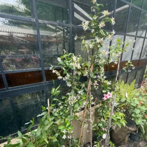 Jazmin De Leche Tres Litros