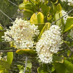 Olea Texana (10 Litros)