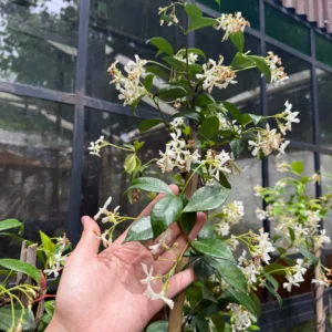 Jazmin De Leche Diez Litros