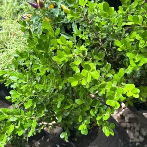 Buxus (3 LITROS)