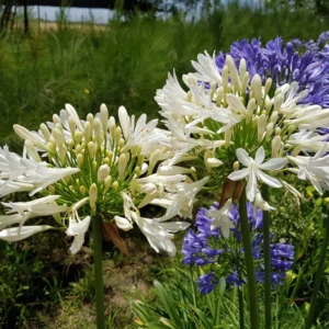 Agapanthus (3 LITROS)