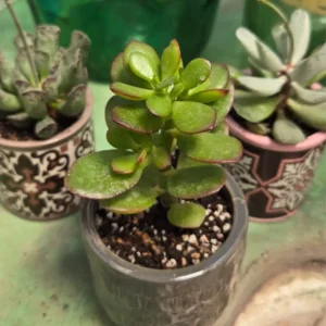 Suculentas surtidas macetas