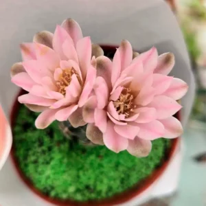 Cactus surtidas macetas