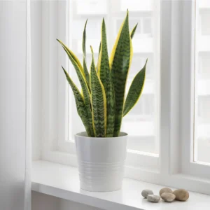 Sansevieria