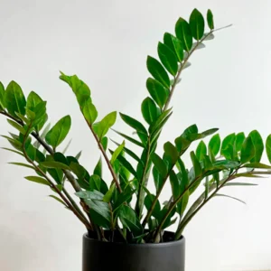 Zamioculca Zamifolia