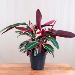 Calathea