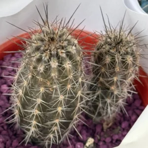 Cactus Macetas