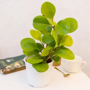 Peperomia Lemon