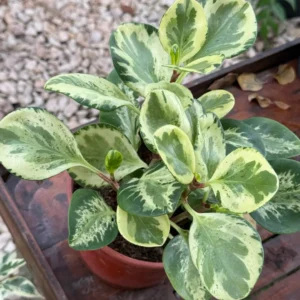 Peperomia Variegada