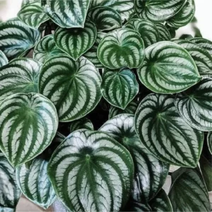 Peperomia Watermelon