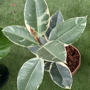 Ficus Gomero Variegado
