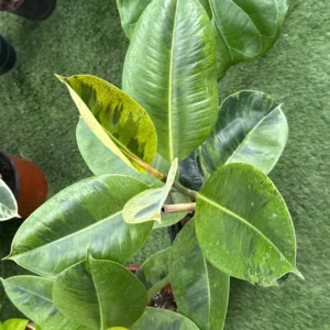 Ficus Gomero Shiveriana