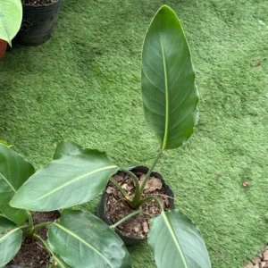 Strelitzia Nicolai 3 litros