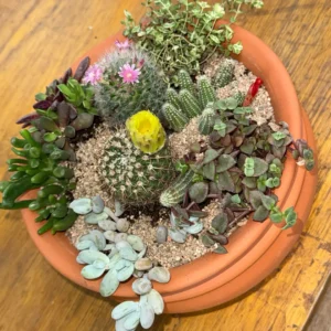 Paila con Suculenta y Cactus