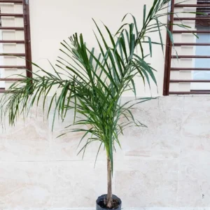 Palmera Pindo