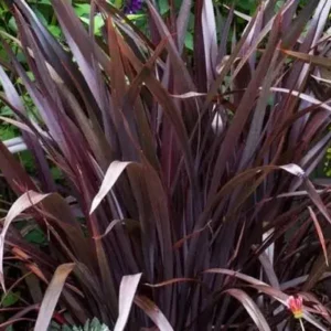 Phormio Rubra