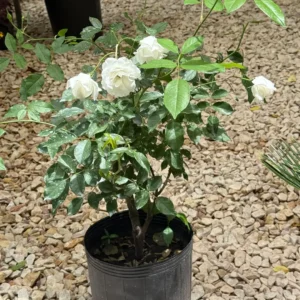 Rosa Iceberg