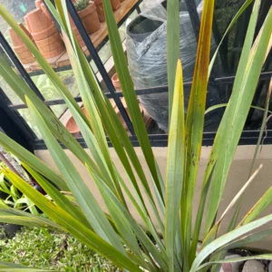 Phormio Verde 15 Litros